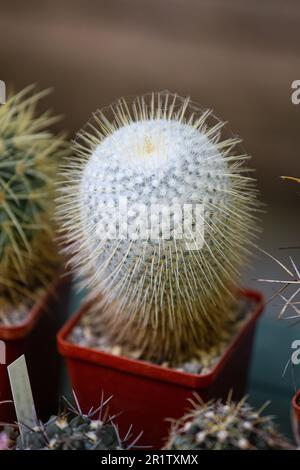 Cactus in un vaso da fiori in primo piano all'aperto. Succulenti, piante con spine, piante ornamentali. Foto Stock