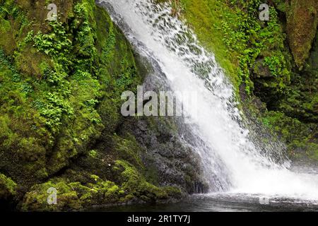 La cascata di Ceunant Mawr si trova nel villaggio di Llanberis in Snowdonia. E 'visto qui durante un periodo asciutto che rivela il giardino di muschio dietro le cascate. Foto Stock