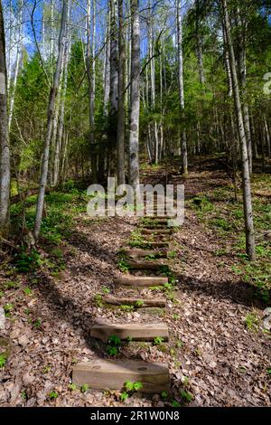 Scale in legno su sentieri escursionistici. Le belle foreste della Lettonia. Parco Nazionale di Gauja, Sigulda Foto Stock