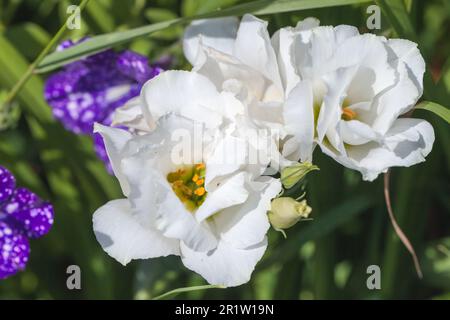 Eustoma Exaltatum Russellianum. Fiori bianchi stanno crescendo in un giardino estivo, comunemente noto come lisianthus o prateria genziana, è un piccolo genere di Foto Stock