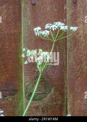 Delicato Anthriscus sylvestris, prezzemolo di mucca, chervil selvatico, prezzemolo dal becco selvatico. Ritratto di piante naturali Foto Stock