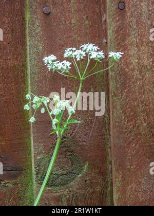 Delicato Anthriscus sylvestris, prezzemolo di mucca, chervil selvatico, prezzemolo dal becco selvatico. Ritratto di piante naturali Foto Stock