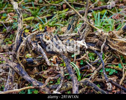 Il caos naturale, l'intimo bosco inglese mostra motivi e texture nell'ambiente Foto Stock