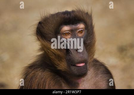 babbuino arrostito di sangue Foto Stock