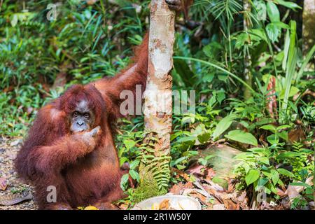 Ritratto di Orangutan borneico, Pango pygmaeus in latino, orangutan semi-selvaggio nella Riserva Naturale Semenggoh a Kuching, Sarawak, Malesia Foto Stock