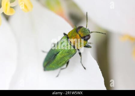 Scarabeo gioiello, scarabeo in legno metallico (Anthaxia nitidula), seduto su un fiore di mela. Le larve di questo insetto si sviluppano nel legno. Foto Stock