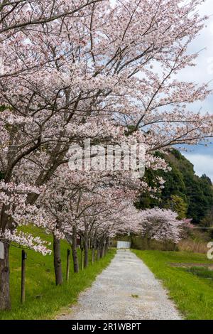 La bella Sakura fiorisce nel parco durante la stagione primaverile. Narita, Giappone Foto Stock