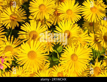 Doronicum Orientale . La rovina di Leopard. Fiore giallo Daisy primavera. Fioritura delle piante del leopardo orientale del bane. Fiori doronicum giallo sul retro verde Foto Stock