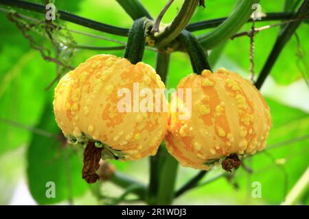 zucche mature colorate, primo piano di due giallo con zucche arancioni che crescono nella piantagione Foto Stock