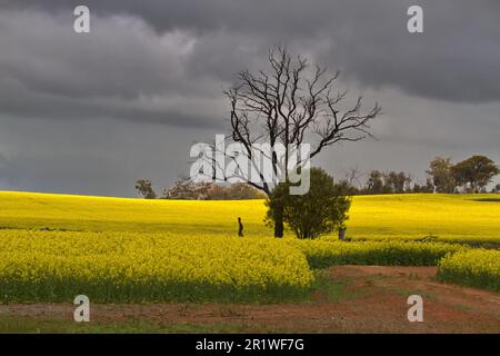 Bel campo giallo di coltivazione di canola agricola in Toodyay scenico, Australia Occidentale, Foto Stock