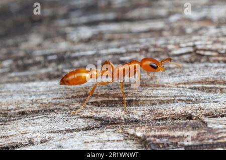 Apache Twig ANT (apache Pseudomyrmex) Foto Stock