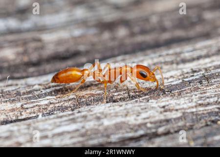 Apache Twig ANT (apache Pseudomyrmex) Foto Stock