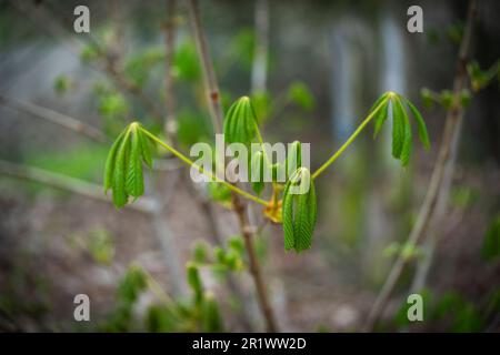 Foglie emergenti di un giovane germoglio di castagno di cavallo (Aesculus hippocastanum), o anche chiamato albero di conker, durante la primavera in Germania, Europa Foto Stock