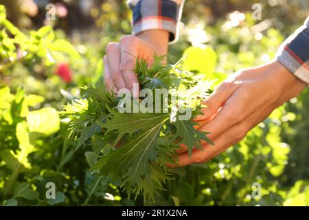 Donna raccolta fresca mizuna foglie all'aperto il giorno di sole, primo piano Foto Stock