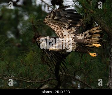 Immaturo aquila calva in volo Foto Stock