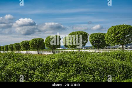 Campo agricolo con file di alberi convergenti in un punto di fuga. Recinto alberi verdi rifiniti nel giardino giardino prato alberi in fila vicolo, bordo sempreverde Foto Stock