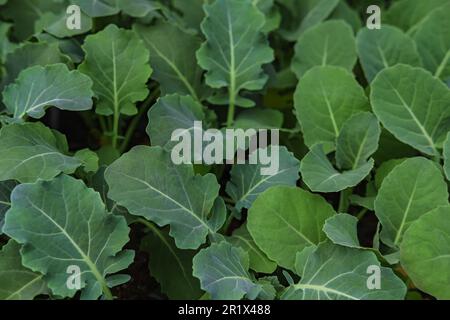 Crudo verde biologico Baby Kale Superfood con antiossidanti. Baby kale pianta che cresce nel terreno agricolo o giardino. Nessuno, fuoco selettivo Foto Stock