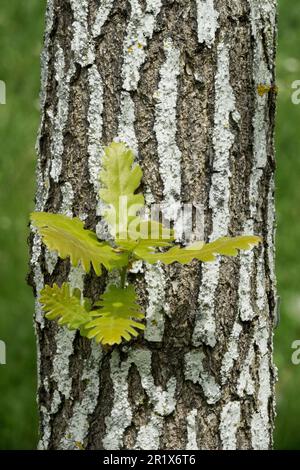 Struttura della corteccia dell'albero, giovane quercia ungherese, germogli di Quercus frainetto Foto Stock