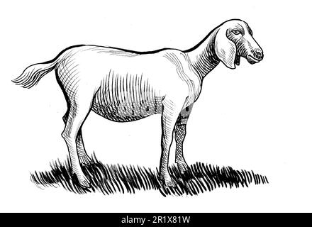 Animale di pecora. Disegno in bianco e nero a inchiostro Foto Stock