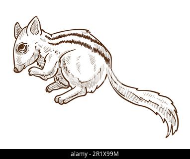 Chippmunk con disegno di schizzo isolato a scoiattolo, con dorso a strisce Illustrazione Vettoriale
