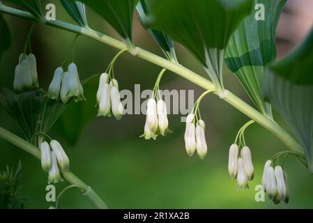 Polygonatum multiflorum, la foca di Salomone fiori foresta bianca closeup fuoco selettivo Foto Stock