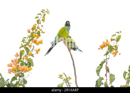 Nanday parakeets (Aratinga nennay) che si appollaiano su rami fioriti nel Pantanal del Brasile. Foto Stock