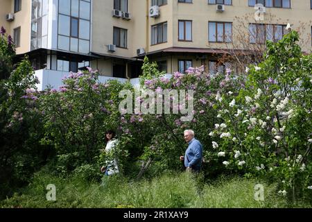 Una coppia anziana cammina tra le piante fiorite al Giardino Botanico di Odessa (Giardino Botanico di Ilya Mechnikov Odessa National University). Giardino Botanico di Odessa (Giardino Botanico dell'Università Nazionale di Odessa Ilya Mechnikov) più di 3.000 tipi di specie verdi sono presentati sul territorio del giardino con una superficie di circa 16 ettari. Il giardino è una suddivisione educativa della Facoltà di Biologia dell'Università, sulla base dei diplomi e delle relazioni terminologiche vengono svolti annualmente, il personale scientifico del giardino partecipa al processo educativo. Il giardino è aperto al Foto Stock