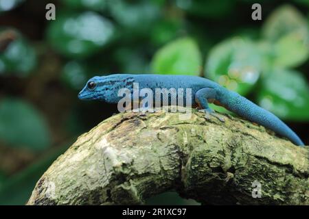 Gecko nano blu (Lygodactylus williamsi), prigioniero Foto Stock