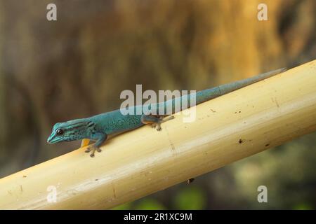 Gecko nano blu (Lygodactylus williamsi), prigioniero Foto Stock