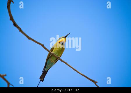 Rainbow Bee eater Foto Stock