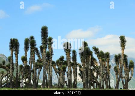 Molti splendidi alberi di Giosuè sotto il cielo nuvoloso Foto Stock