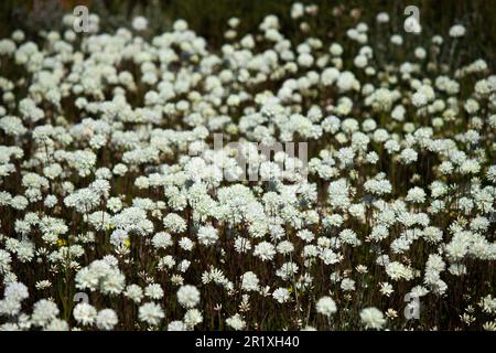 Bianco perenne Pom Pom Daisy Foto Stock