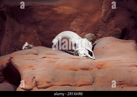 Cranio animale su una scogliera rocciosa del deserto Foto Stock