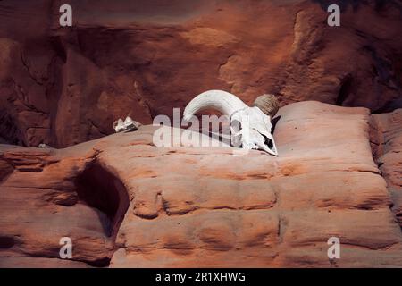 Cranio animale su una scogliera rocciosa del deserto Foto Stock