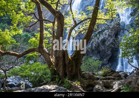 Un grande albero di fico di fronte ad una cascata tropicale durante il tramonto. Khlong LAN National Park, Thailandia. Esposizione lunga. Foto Stock