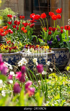 Tulipani rossi in pentole ornamentali in un giardino scozzese Foto Stock