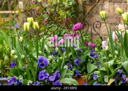 Tulipani e pansie che crescono in pentole Foto Stock