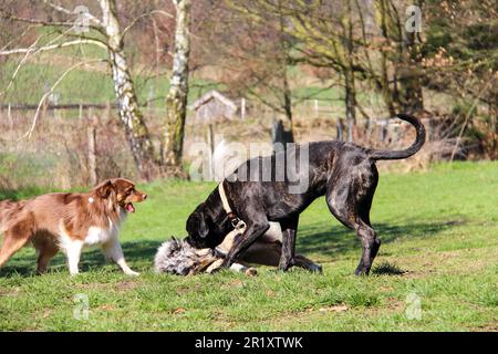 I cani felici e giocosi che corrono e giocano in un lussureggiante prato verde Foto Stock