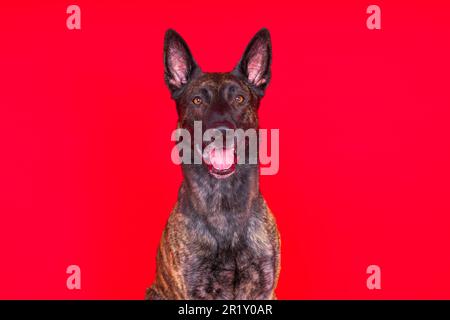 Dutch Shepherd Puppy Dog ritratto in studio closeup, sfondo scuro, rosso Foto Stock