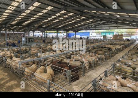 Mercato del bestiame di Melton Mowbray, Leicestershire Foto Stock