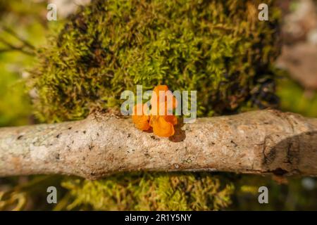 Brain Fungus giallo (Tremella mesenterica) che cresce su un bastone di nocciolo in decadenza, nella campagna inglese dell'Herefordshire. Aprile 2023 Foto Stock