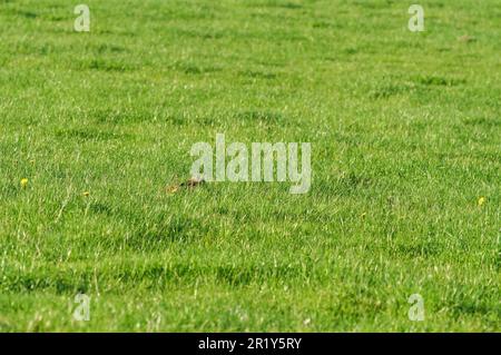 Lepre marrone europeo (Lepus europaeus) allerta e ha seduto nella campagna del Regno Unito di Herefordshire. Aprile 2023 Foto Stock