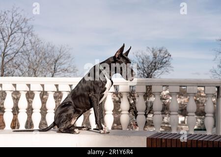 Il giovane nero Great Dane posa in città Foto Stock