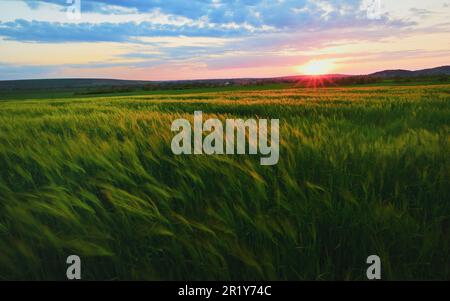 Splendido tramonto sul campo di segale verde in primavera Foto Stock
