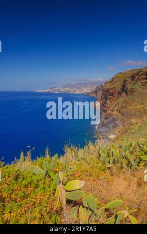 Cactus opuntia che cresce in un paesaggio soleggiato dell'isola di Madeira Foto Stock