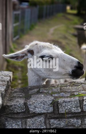 Ritratto di un simpatico lama sorridente, primo piano animale. Foto Stock