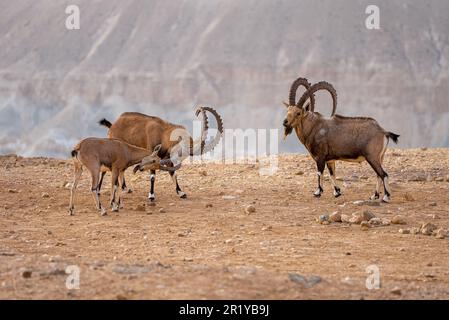 Due capretti Nubian stambecco (Capra ibex nubiana) a colpi di corna. Fotografato sul bordo del cratere di Ramon, deserto del Negev, Israele Foto Stock