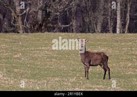 Cervo rosso (Cervus elaphus) Doe Highland Glenbanchor Scozia Regno Unito GB Aprile 2023 Foto Stock