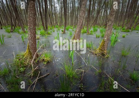 Palude nella foresta nella Polonia orientale, giorno di aprile Foto Stock