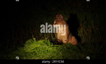 La fotografia notturna di un gatto della giungla (Felis chaus), chiamato anche gatto delle canne, gatto delle paludi e lince della giungla, è un gatto di medie dimensioni nativo del Medio Oriente, il Foto Stock